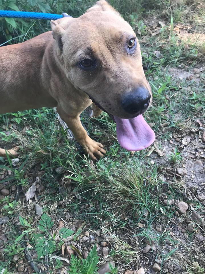 Janet 3's company, an adoptable Labrador Retriever in Jackson, MS, 39213 | Photo Image 1