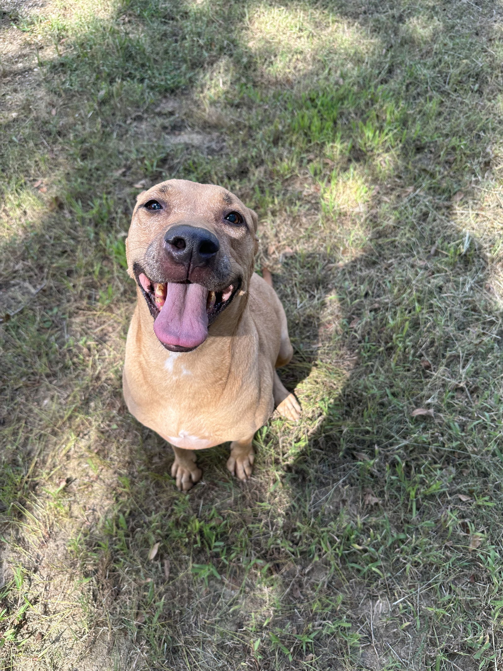 Janet 3's company, an adoptable Labrador Retriever in Jackson, MS, 39213 | Photo Image 1