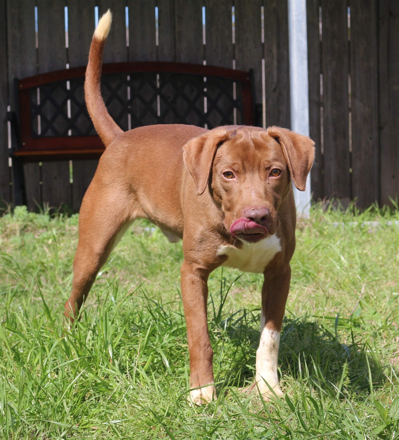 Willie Guyton, an adoptable Mixed Breed in Jackson, MS, 39213 | Photo Image 1