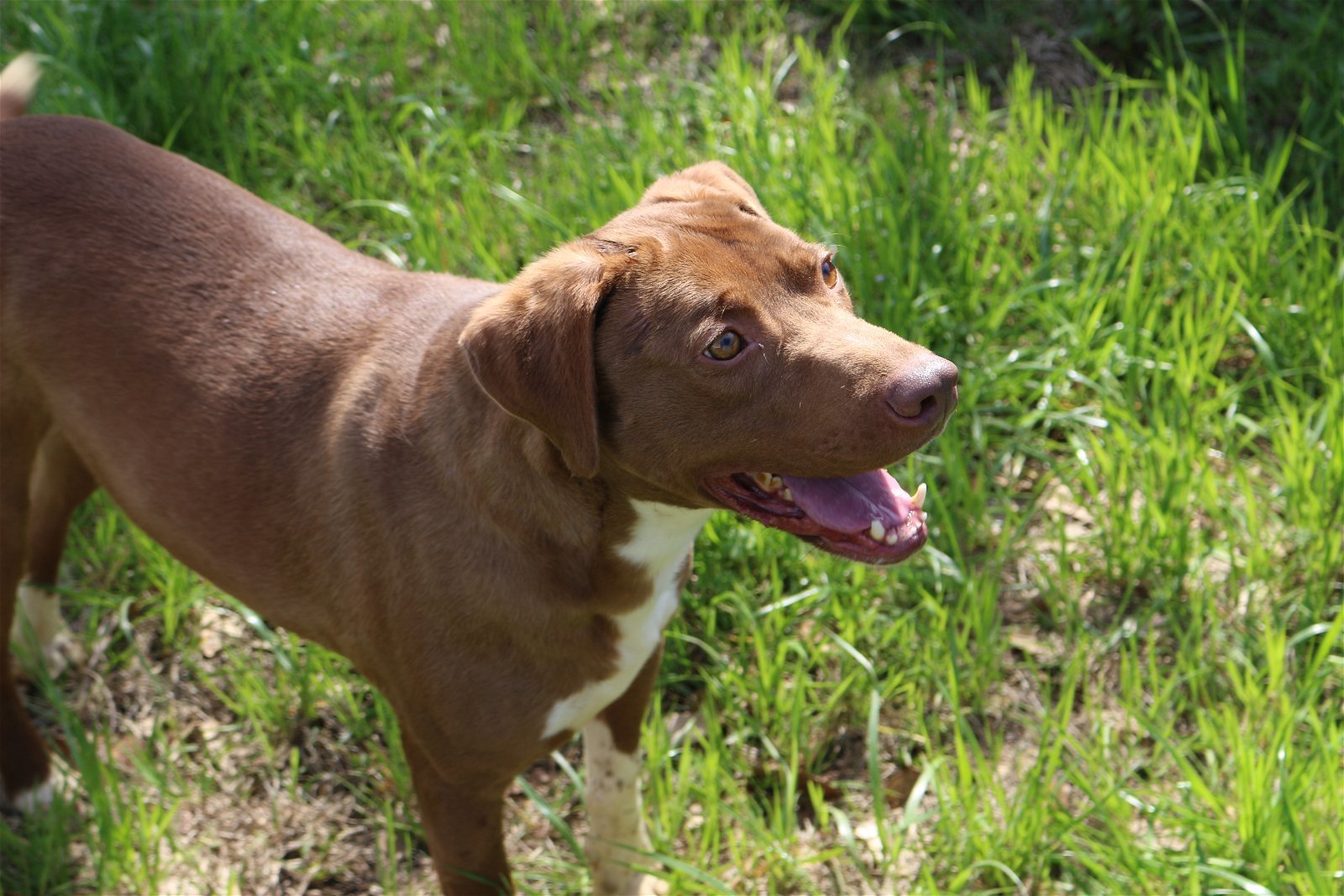 Willie Guyton, an adoptable Mixed Breed in Jackson, MS, 39213 | Photo Image 2