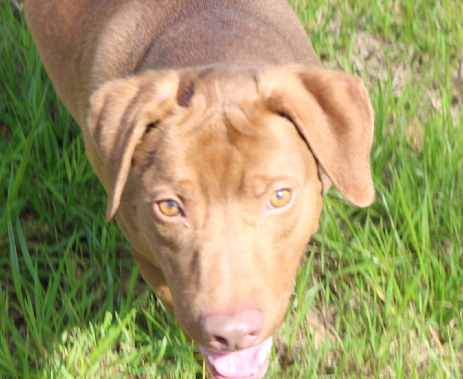 Willie Guyton, an adoptable Mixed Breed in Jackson, MS, 39213 | Photo Image 3