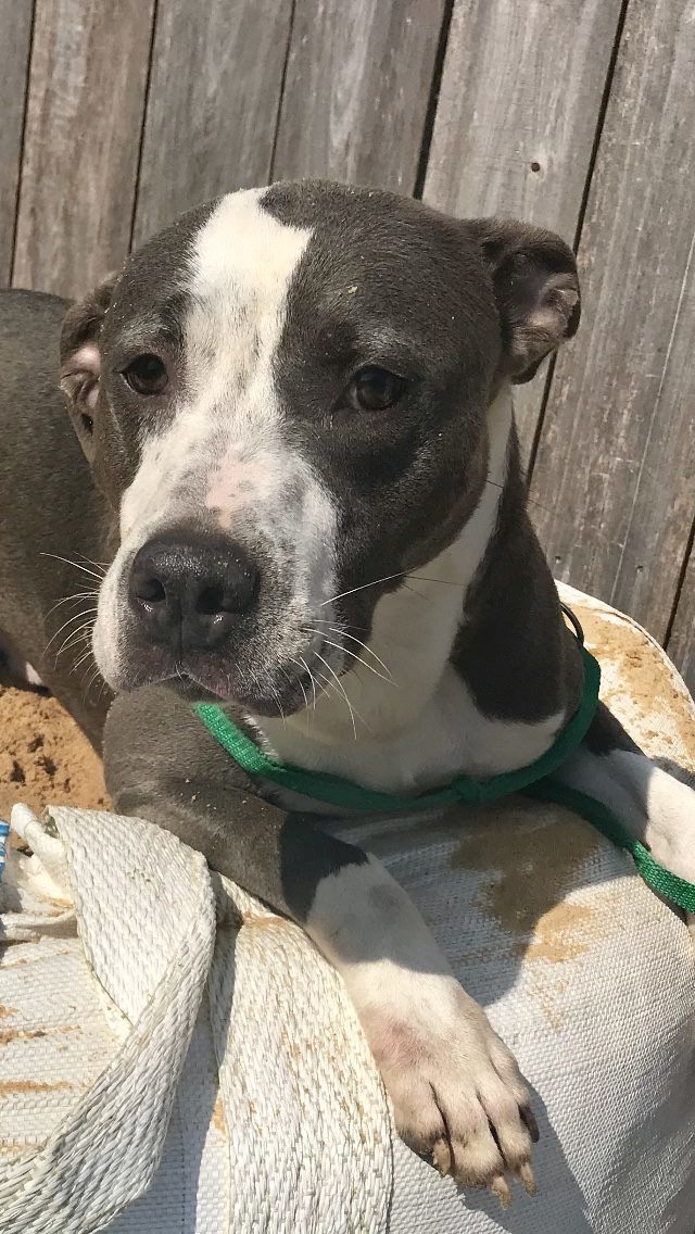 Monty, an adoptable Pit Bull Terrier in Jackson, MS, 39213 | Photo Image 1