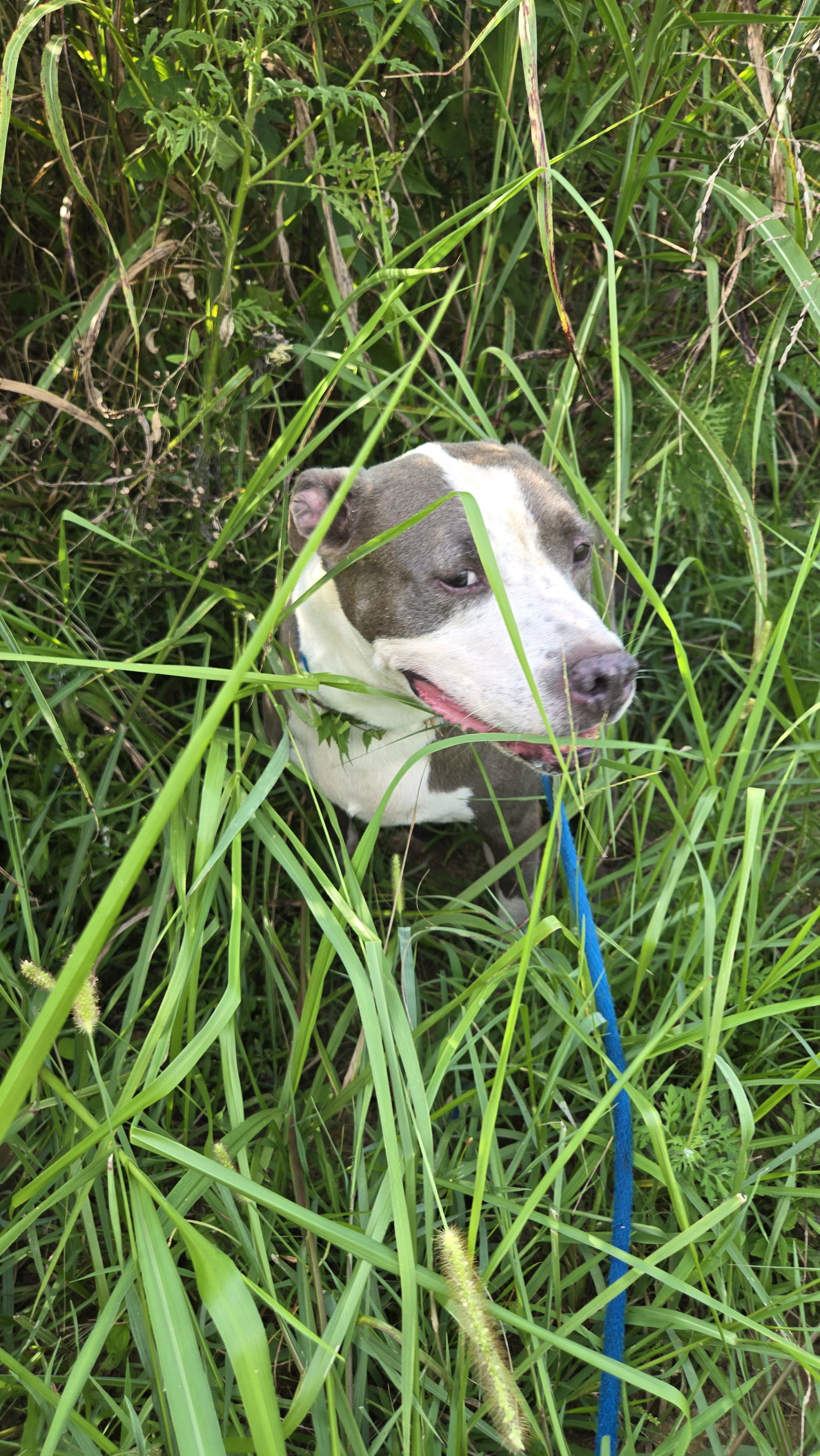 Monty, an adoptable Pit Bull Terrier in Jackson, MS, 39213 | Photo Image 1
