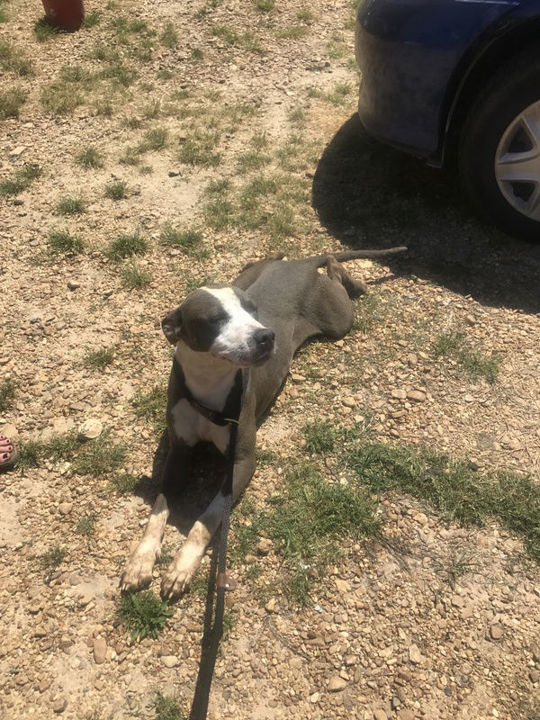 Monty, an adoptable Pit Bull Terrier in Jackson, MS, 39213 | Photo Image 2