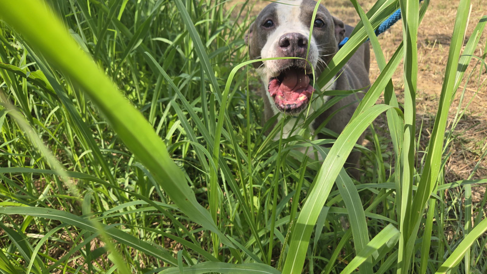 Monty, an adoptable Pit Bull Terrier in Jackson, MS, 39213 | Photo Image 2