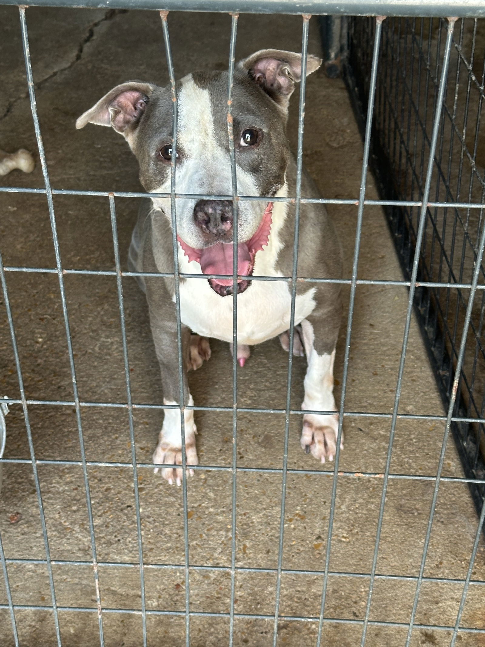 Monty, an adoptable Pit Bull Terrier in Jackson, MS, 39213 | Photo Image 3
