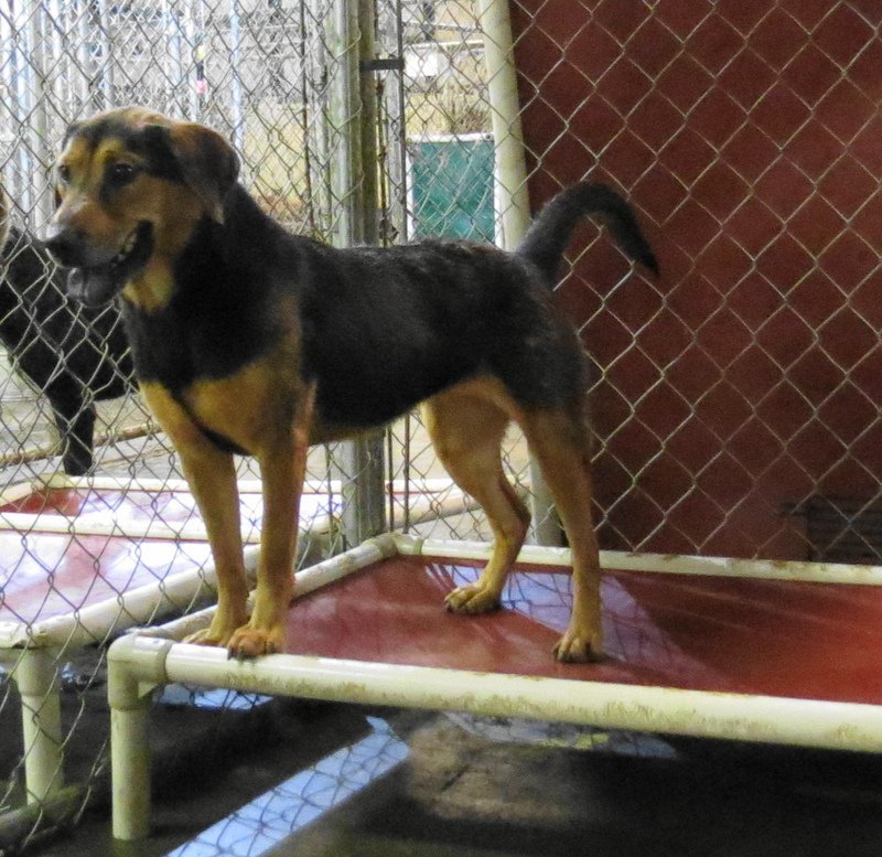 Mea, an adoptable German Shepherd Dog in Jackson, MS, 39213 | Photo Image 1