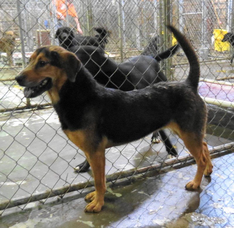 Mea, an adoptable German Shepherd Dog in Jackson, MS, 39213 | Photo Image 2