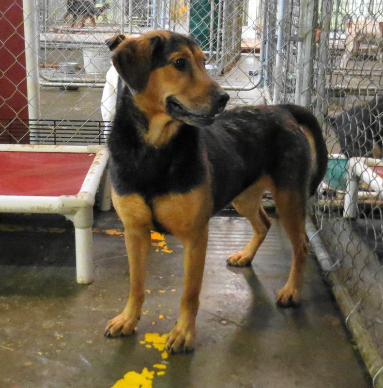 Mea, an adoptable German Shepherd Dog in Jackson, MS, 39213 | Photo Image 3