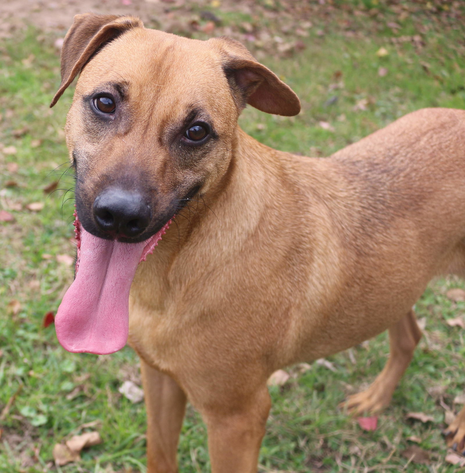 Pecan Pinwheel, an adoptable Mixed Breed in Jackson, MS, 39213 | Photo Image 1