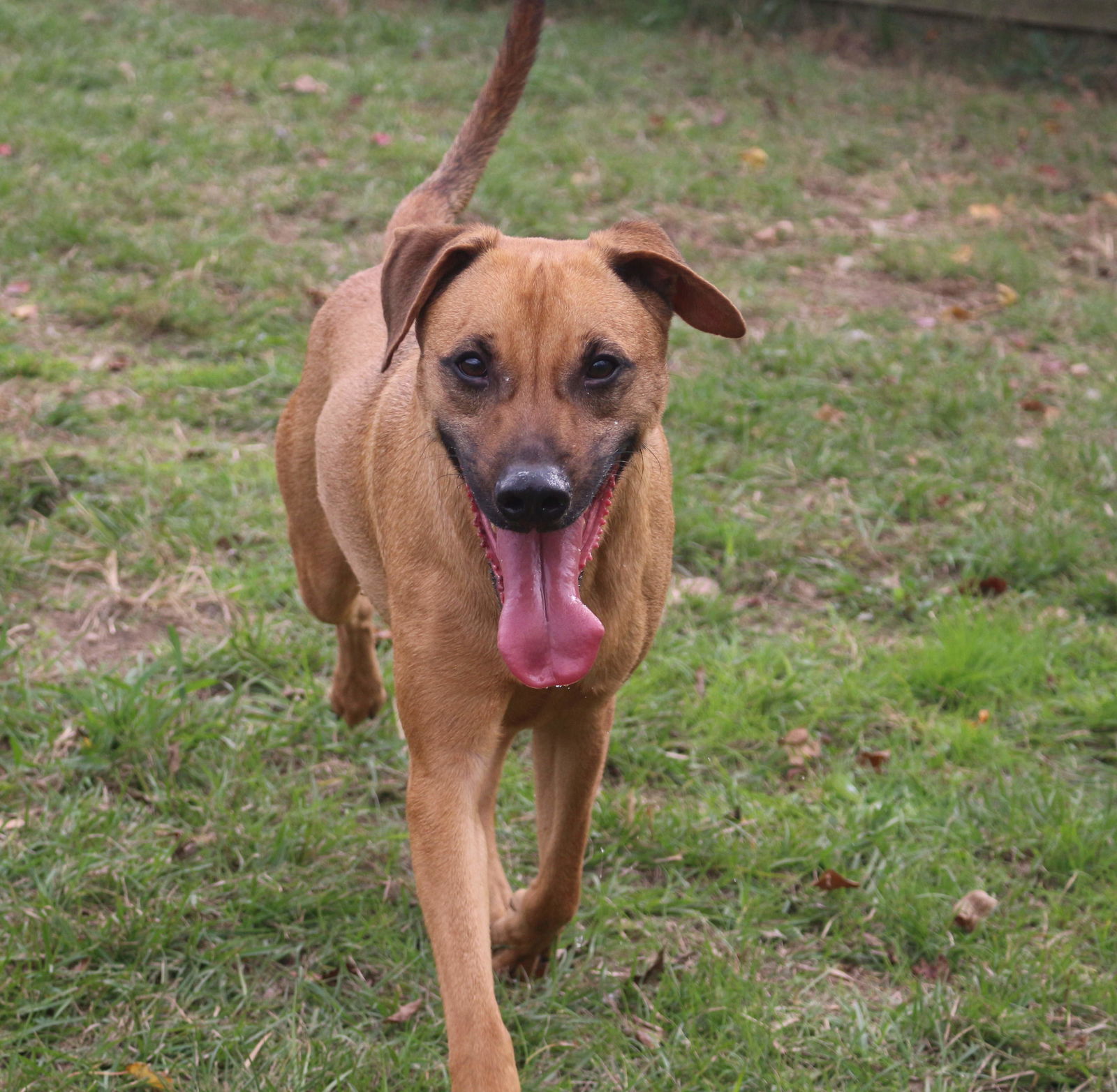 Pecan Pinwheel, an adoptable Mixed Breed in Jackson, MS, 39213 | Photo Image 2