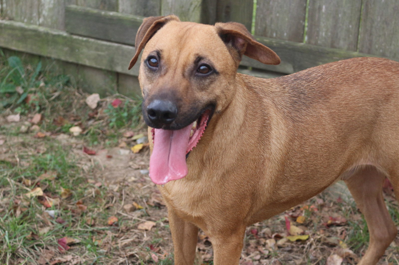 Pecan Pinwheel, an adoptable Mixed Breed in Jackson, MS, 39213 | Photo Image 3