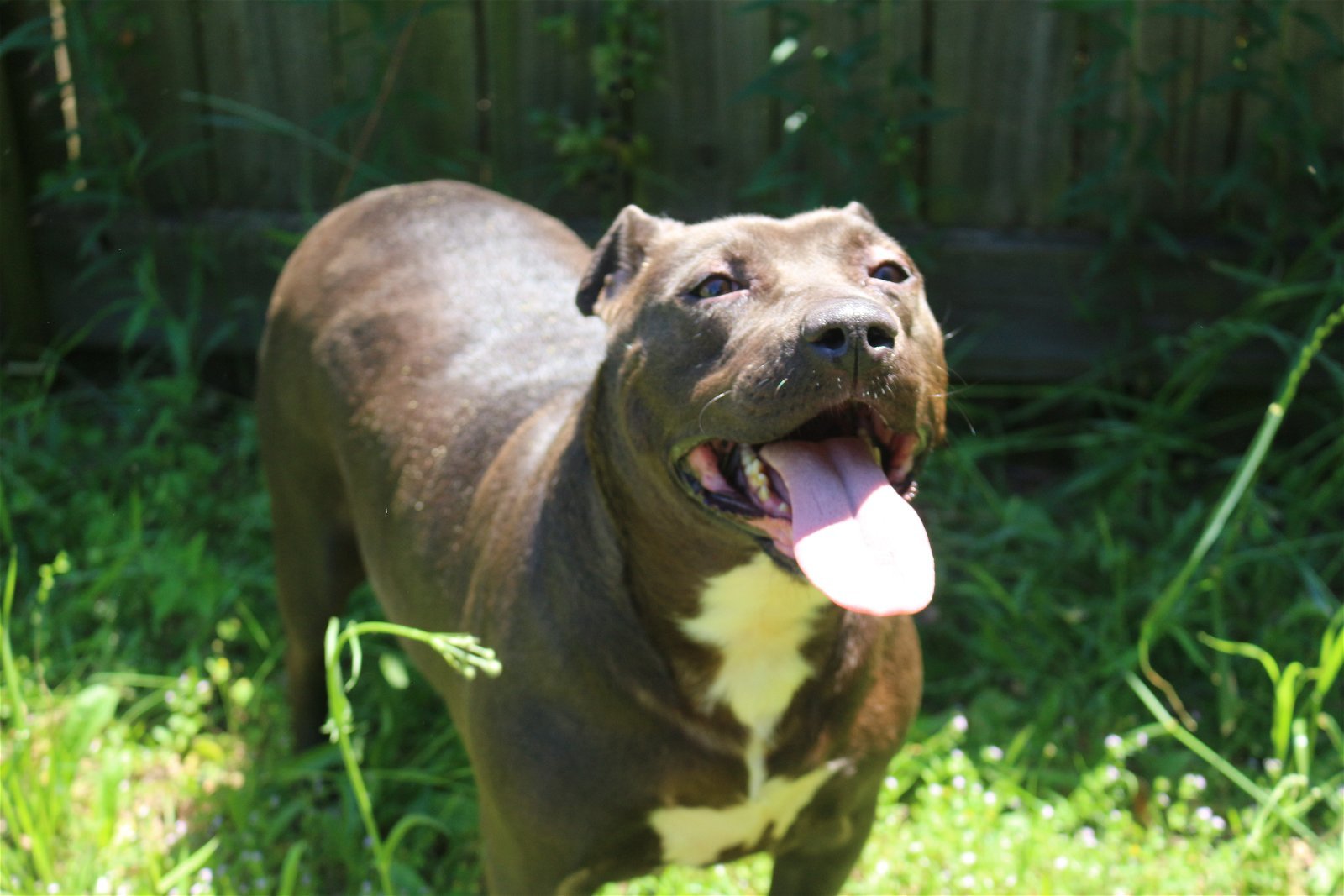 Chaka Khan, an adoptable Terrier in Jackson, MS, 39213 | Photo Image 1