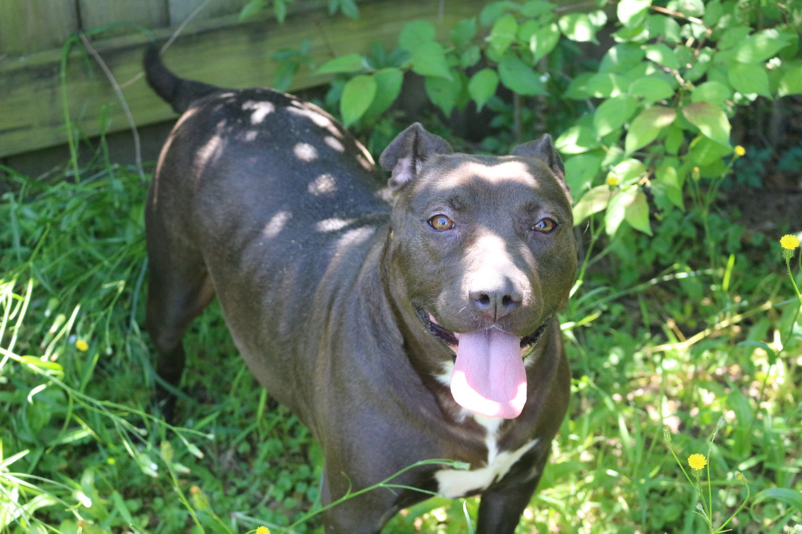 Chaka Khan, an adoptable Terrier in Jackson, MS, 39213 | Photo Image 2