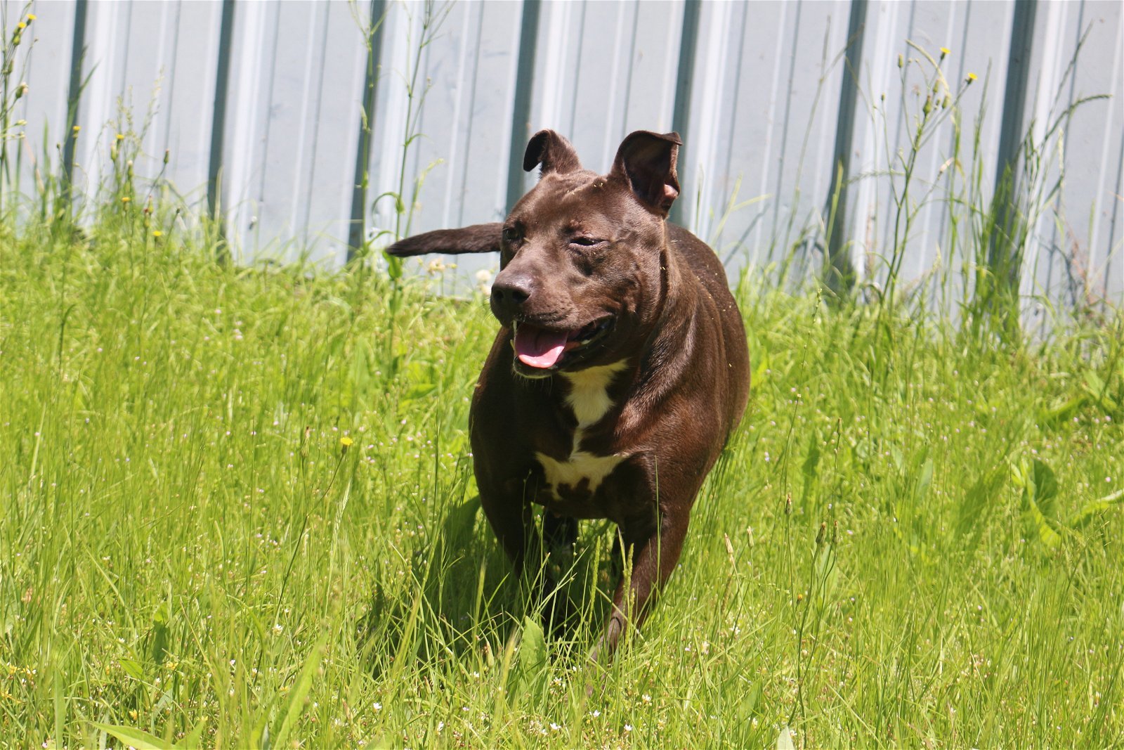 Chaka Khan, an adoptable Terrier in Jackson, MS, 39213 | Photo Image 3