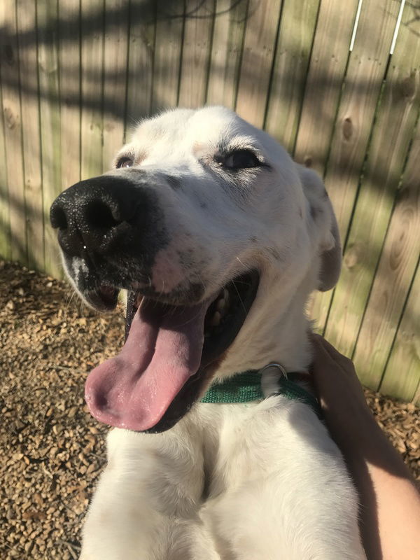 Kal, an adoptable Hound, Dalmatian in Jackson, MS, 39213 | Photo Image 1