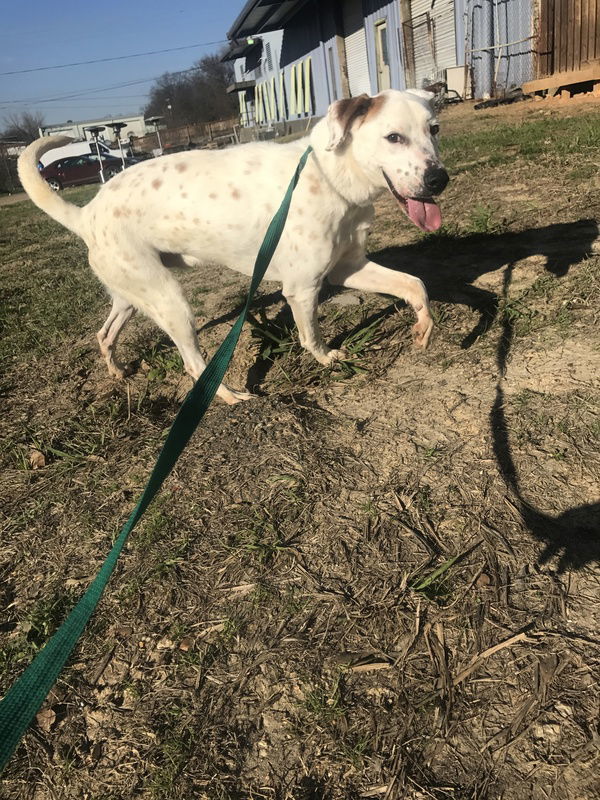 Kal, an adoptable Hound, Dalmatian in Jackson, MS, 39213 | Photo Image 2