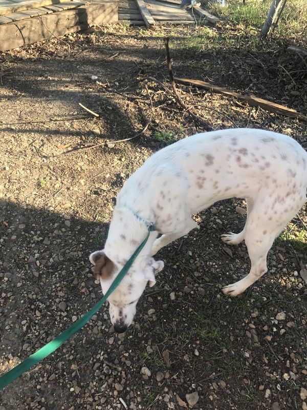 Kal, an adoptable Hound, Dalmatian in Jackson, MS, 39213 | Photo Image 3