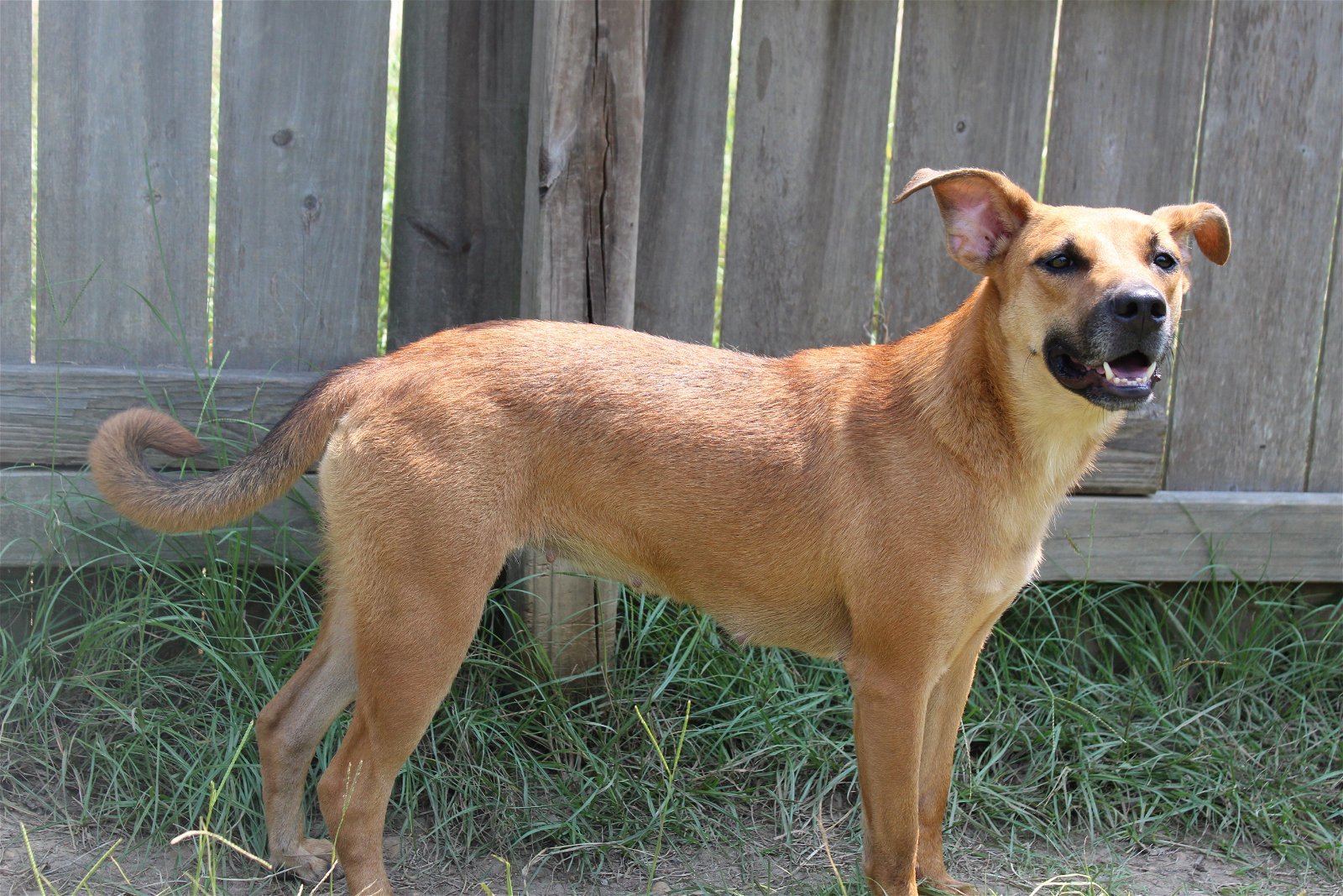 Coco puff, an adoptable Shepherd in Jackson, MS, 39213 | Photo Image 1