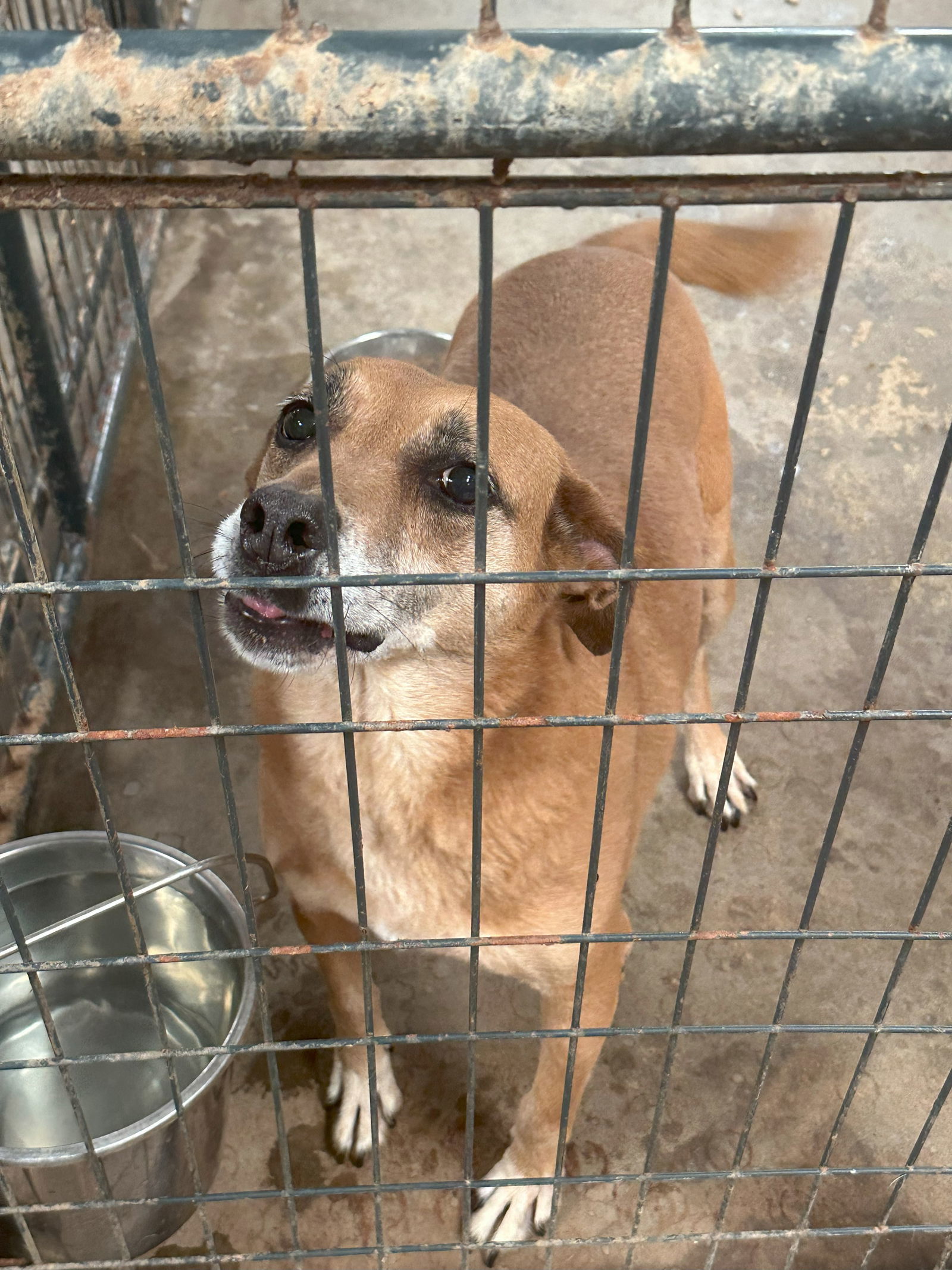 Coco puff, an adoptable Shepherd in Jackson, MS, 39213 | Photo Image 1