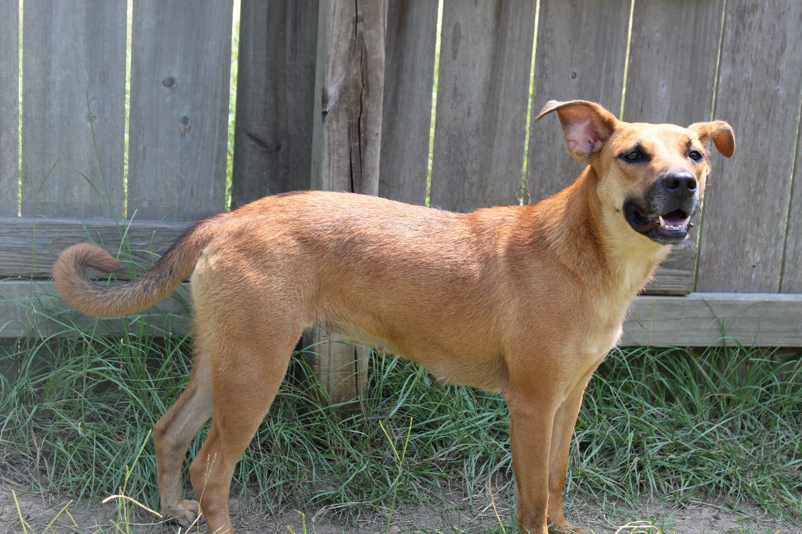 Coco puff, an adoptable Shepherd in Jackson, MS, 39213 | Photo Image 2