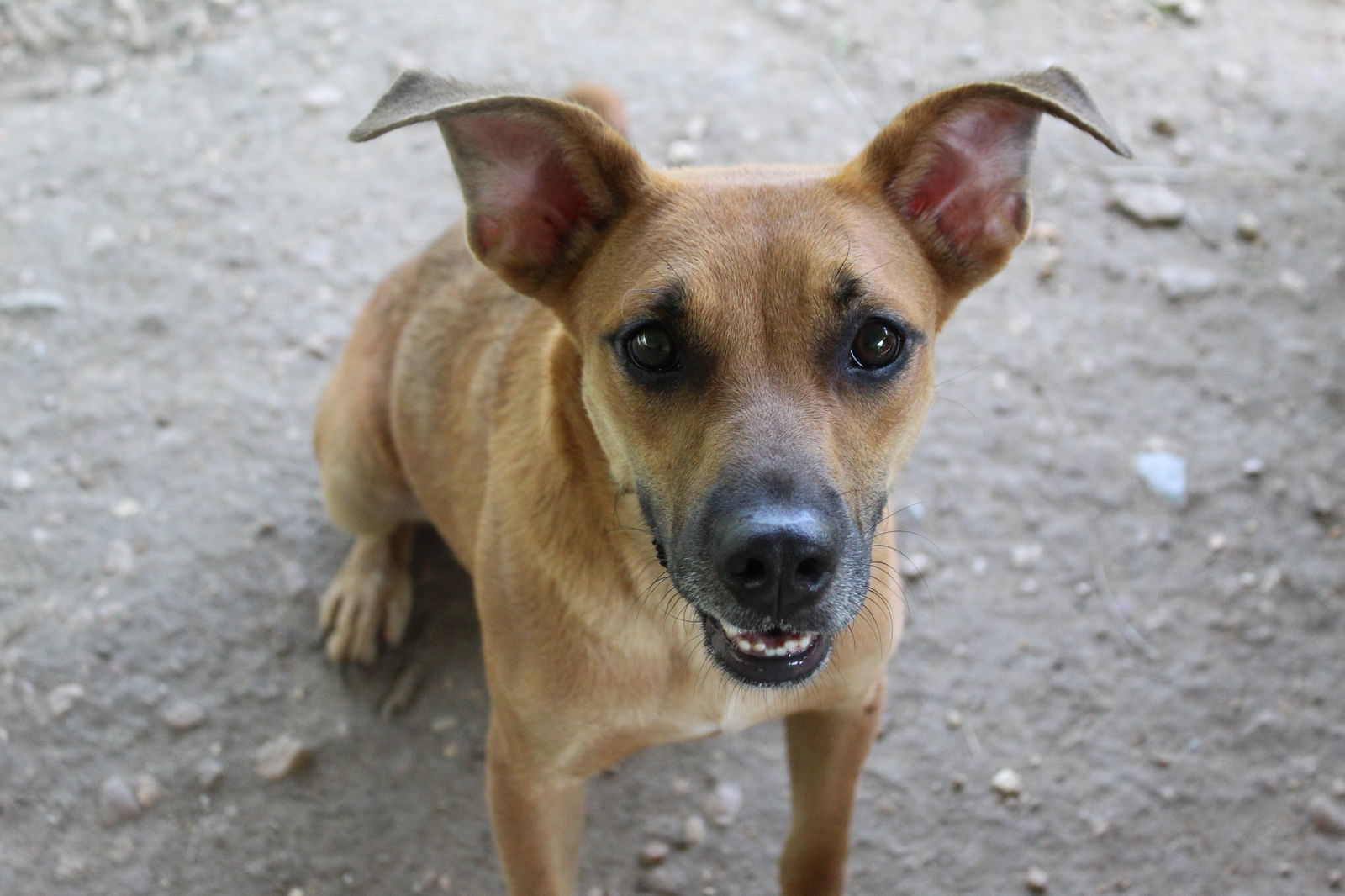 Coco puff, an adoptable Shepherd in Jackson, MS, 39213 | Photo Image 3