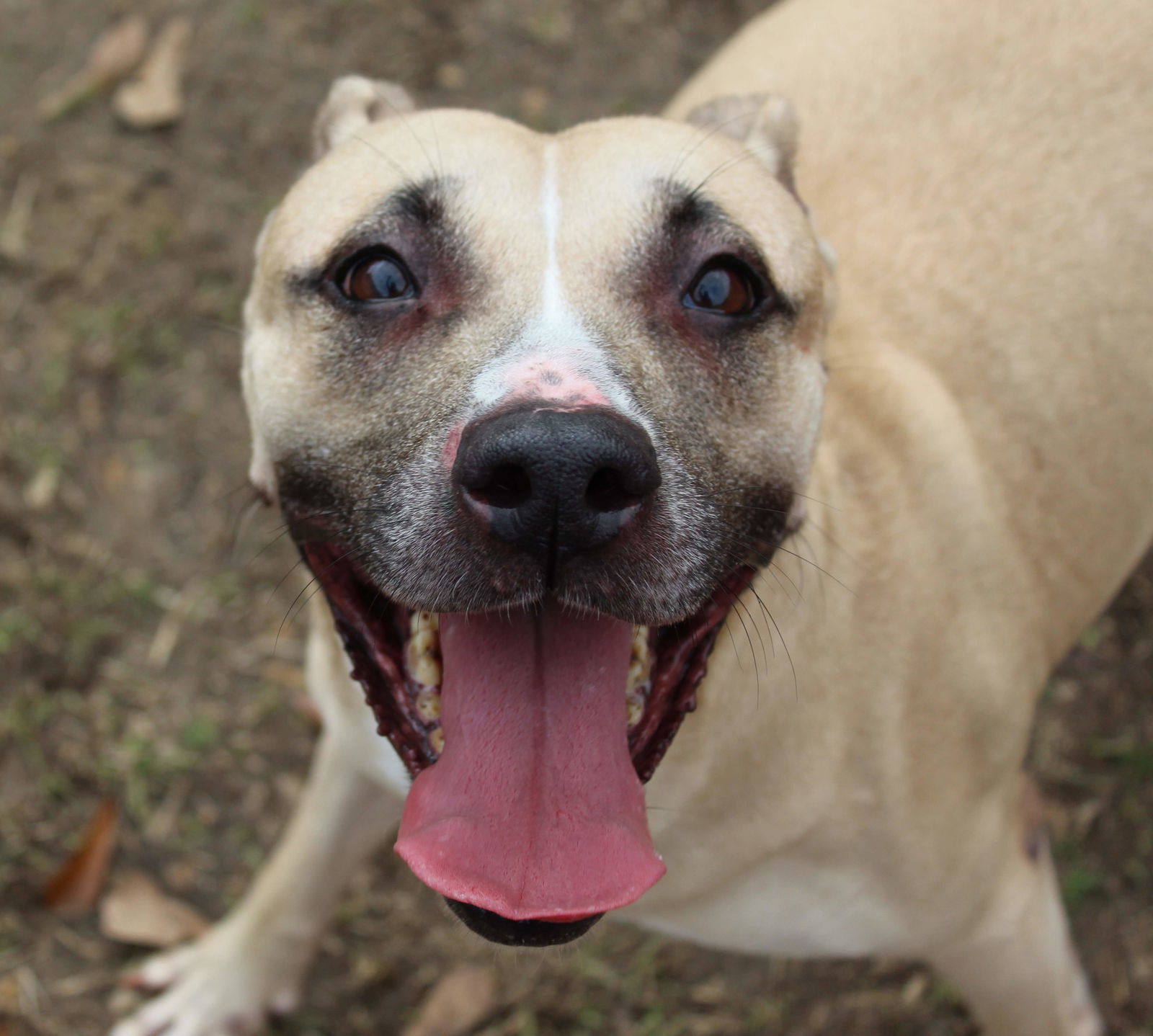 Noel, an adoptable Shepherd in Jackson, MS, 39213 | Photo Image 1