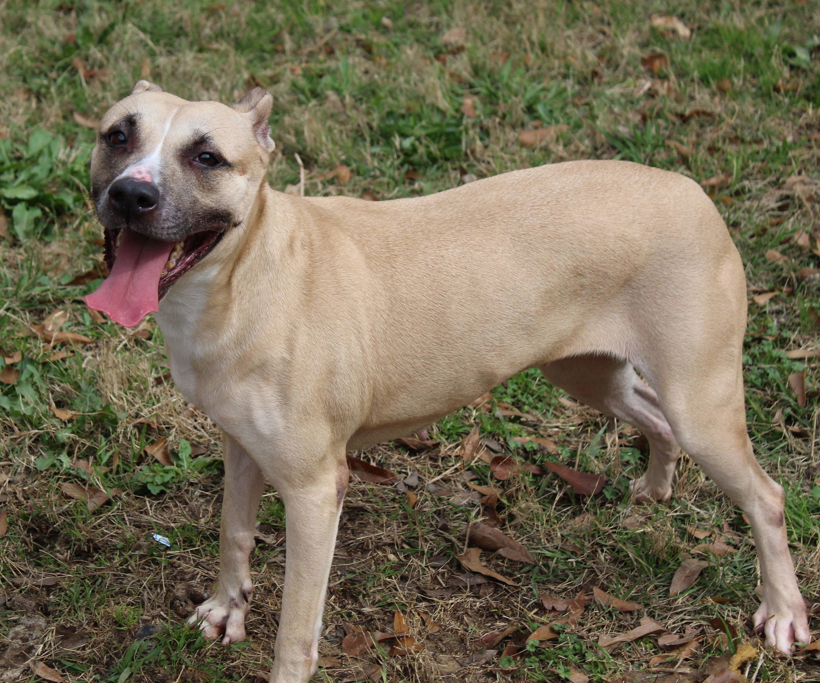 Noel, an adoptable Shepherd in Jackson, MS, 39213 | Photo Image 2