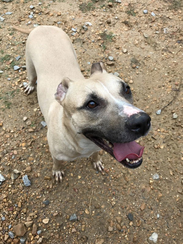 Noel, an adoptable Shepherd in Jackson, MS, 39213 | Photo Image 3