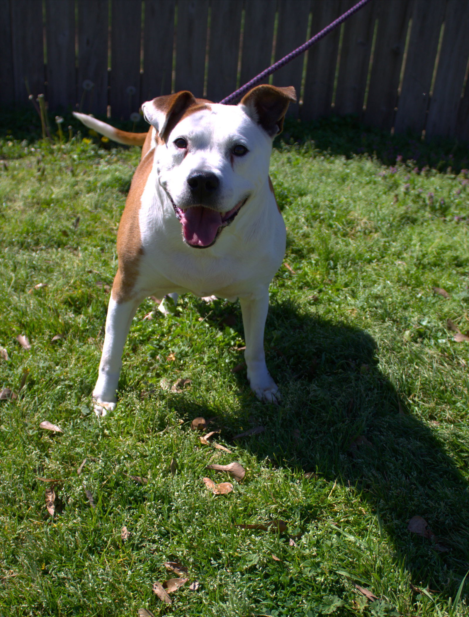 Duchess, an adoptable American Staffordshire Terrier in Jackson, MS, 39213 | Photo Image 1