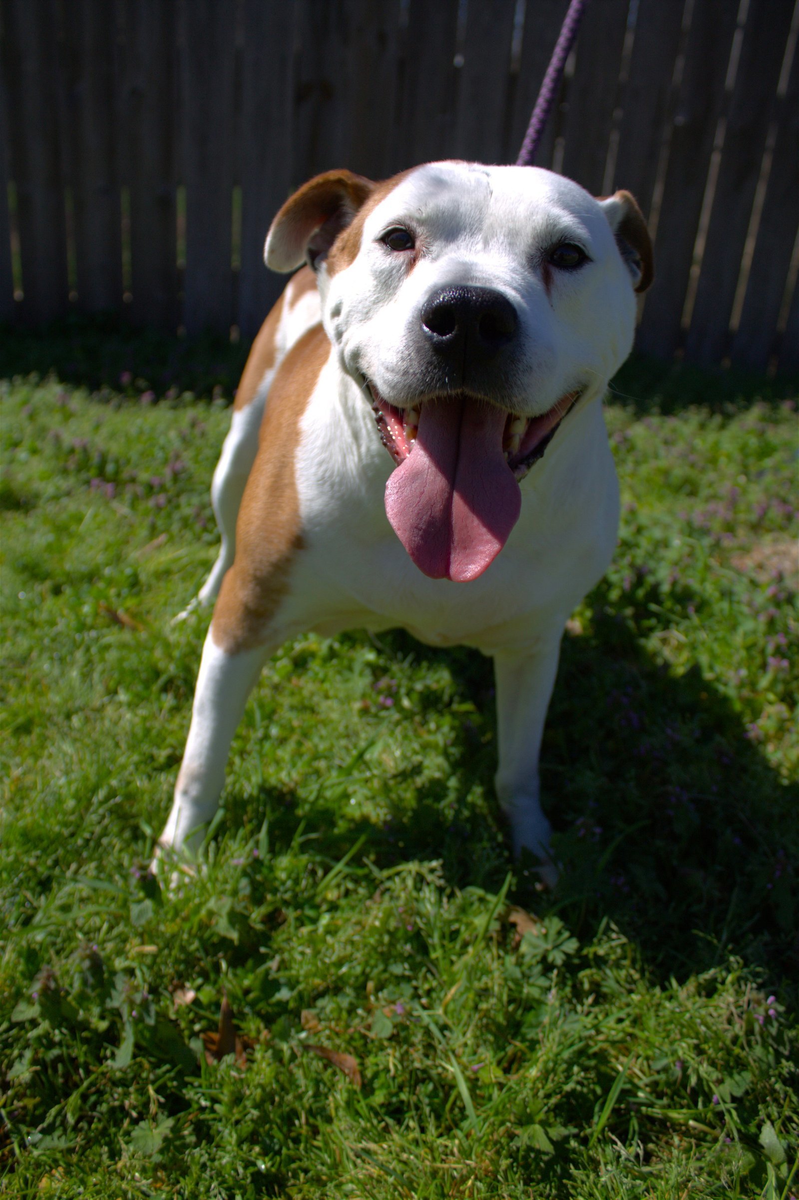 Duchess, an adoptable American Staffordshire Terrier in Jackson, MS, 39213 | Photo Image 2