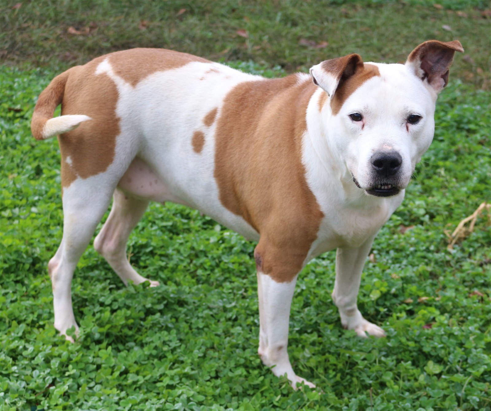 Duchess, an adoptable American Staffordshire Terrier in Jackson, MS, 39213 | Photo Image 3