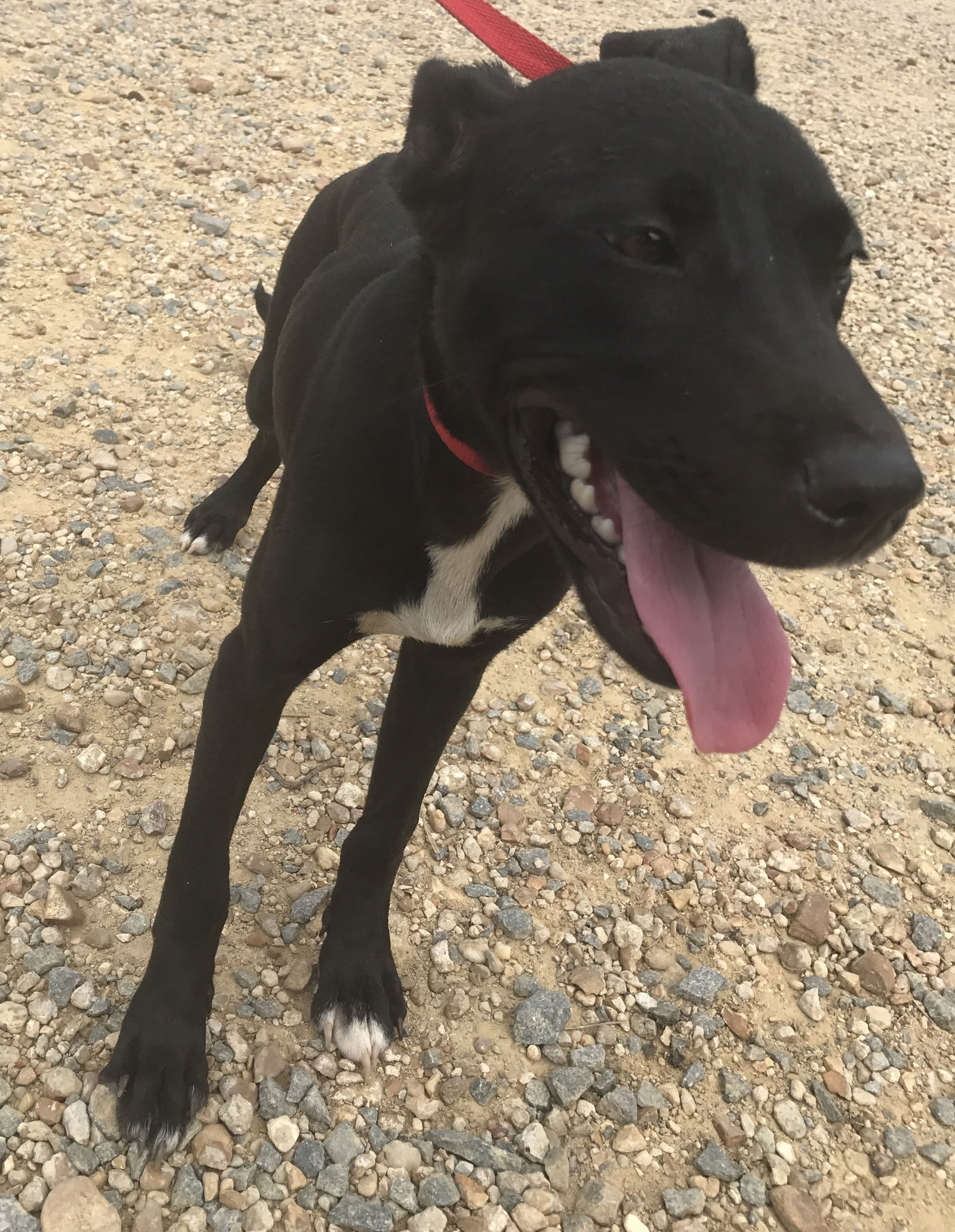 Rhoda, an adoptable Labrador Retriever in Jackson, MS, 39213 | Photo Image 1