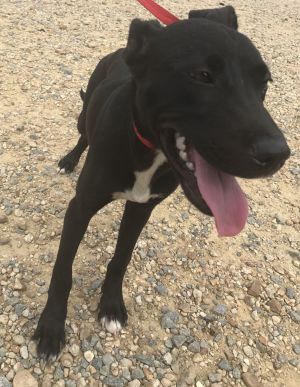 Rhoda