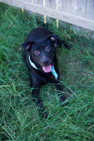 Rhiana, Adult Female Labrador Retriever