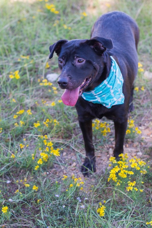 Rhiana, an adoptable Labrador Retriever in Jackson, MS, 39213 | Photo Image 2