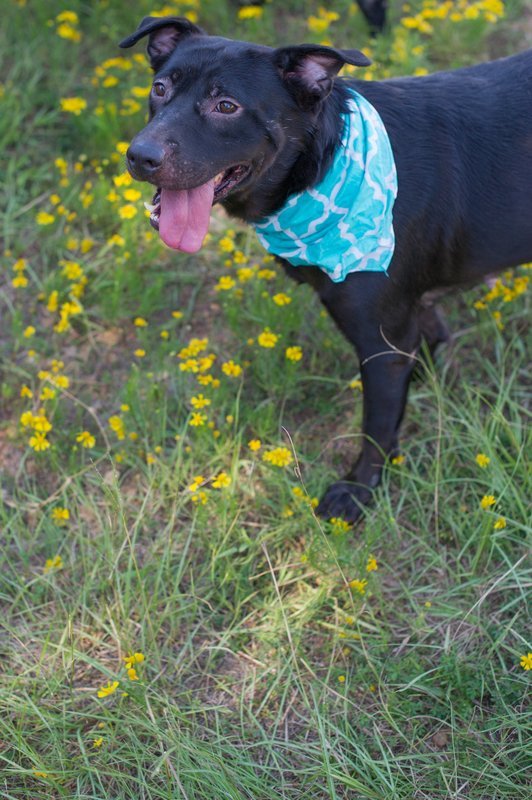 Rhiana, an adoptable Labrador Retriever in Jackson, MS, 39213 | Photo Image 3