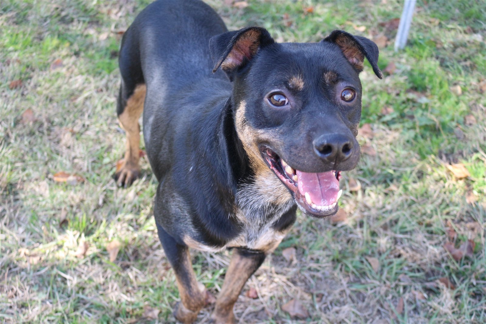 Star Crunch, an adoptable Mixed Breed in Jackson, MS, 39213 | Photo Image 1