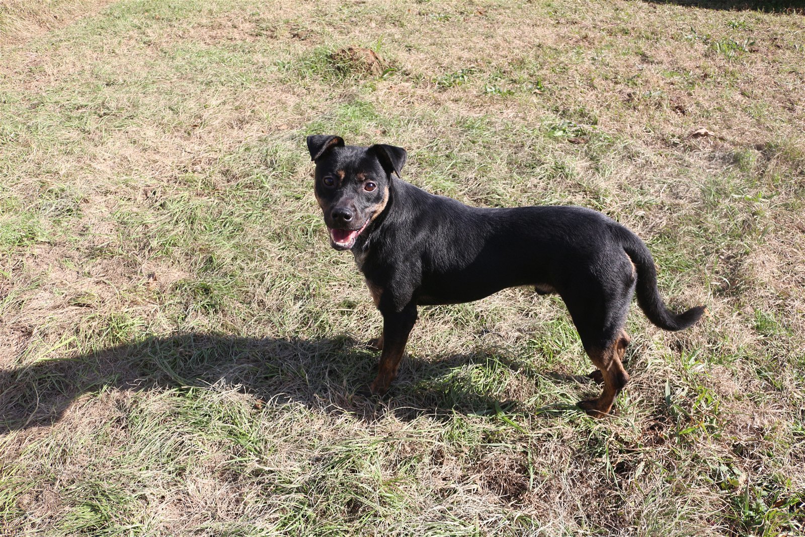 Star Crunch, an adoptable Mixed Breed in Jackson, MS, 39213 | Photo Image 2