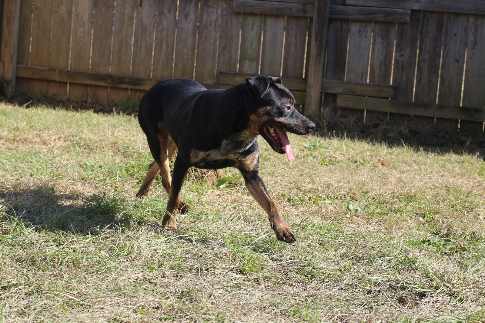 Star Crunch, an adoptable Mixed Breed in Jackson, MS, 39213 | Photo Image 3