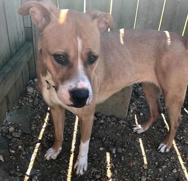 Irma, an adoptable Boxer in Jackson, MS, 39213 | Photo Image 1