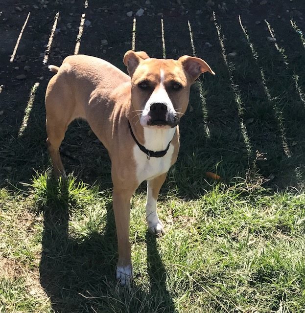 Irma, an adoptable Boxer in Jackson, MS, 39213 | Photo Image 2