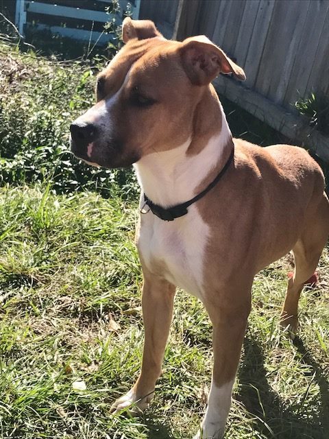 Irma, an adoptable Boxer in Jackson, MS, 39213 | Photo Image 3