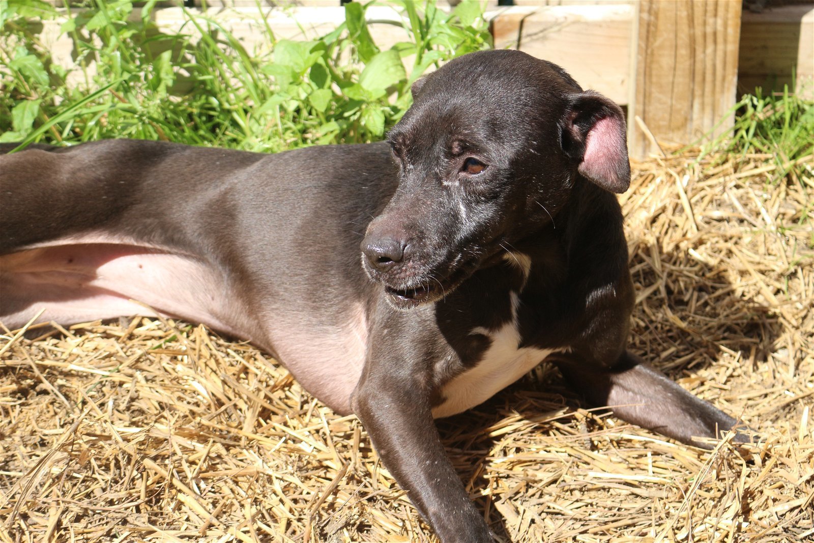 Khaula, an adoptable American Bulldog in Jackson, MS, 39213 | Photo Image 1