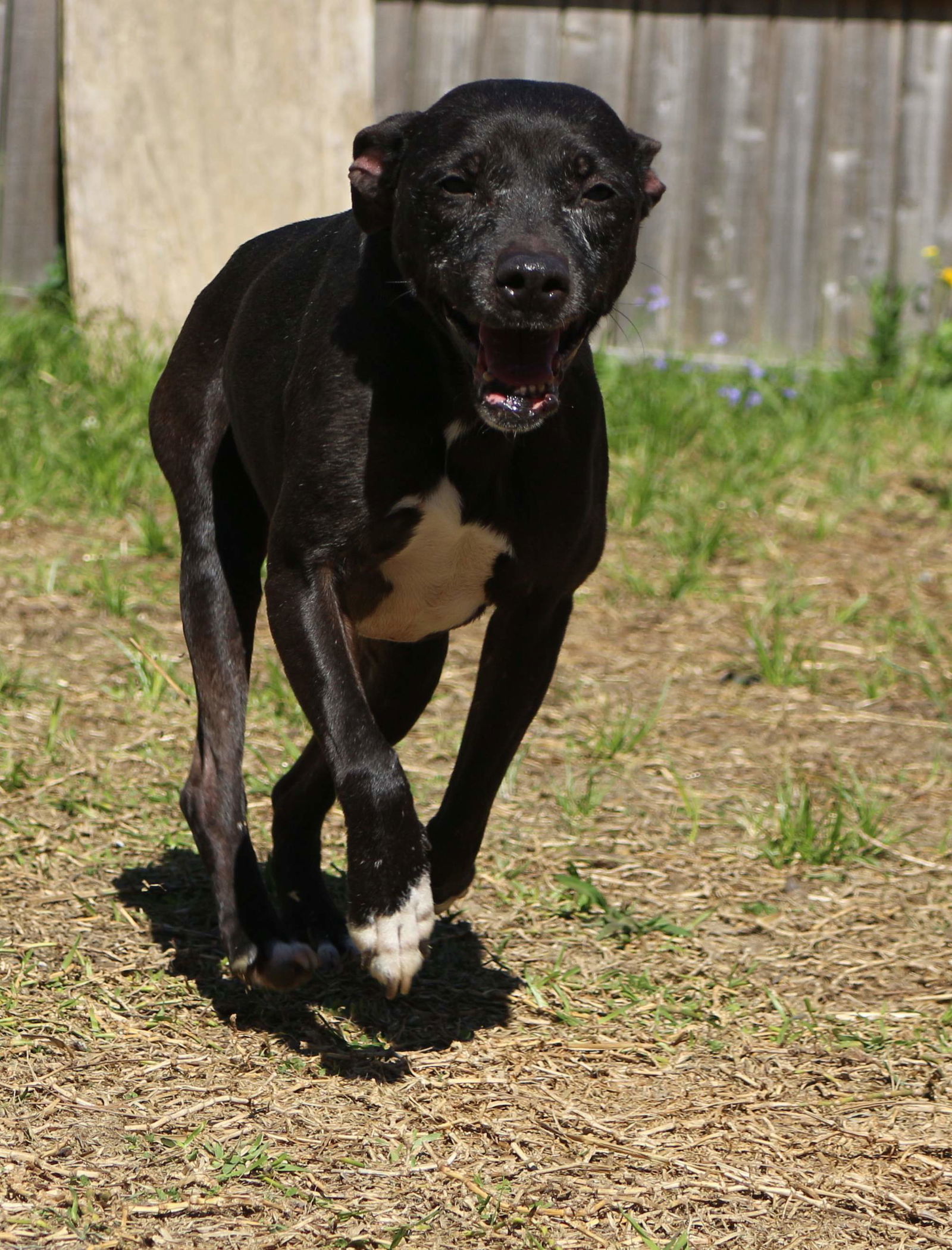 Khaula, an adoptable American Bulldog in Jackson, MS, 39213 | Photo Image 2