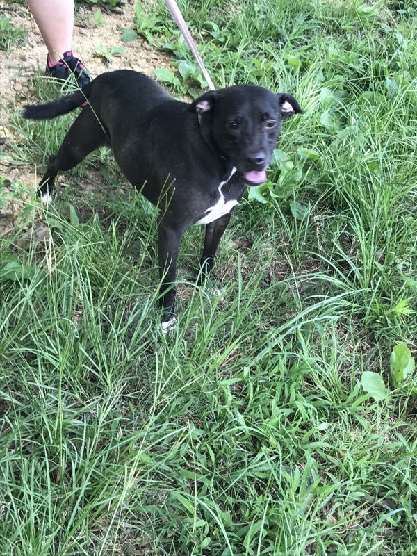 Khaula, an adoptable American Bulldog in Jackson, MS, 39213 | Photo Image 3