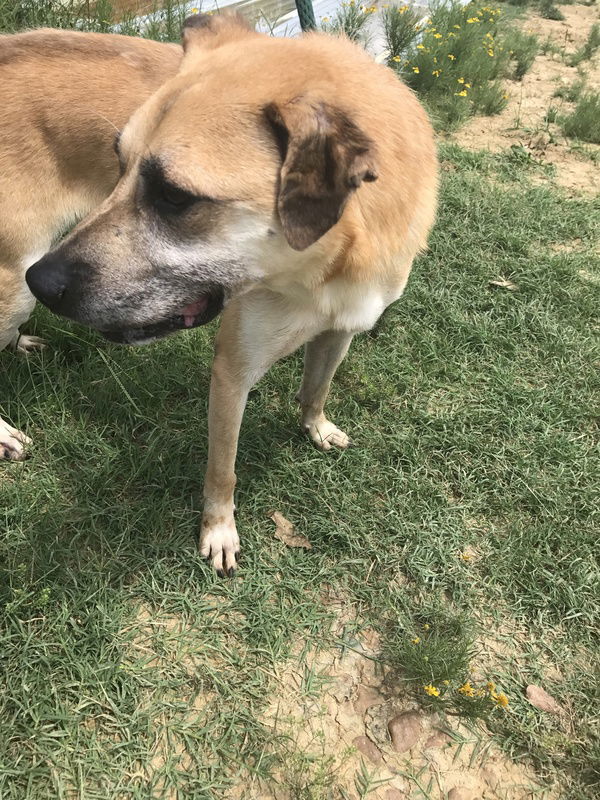 Rain Man, an adoptable Labrador Retriever in Jackson, MS, 39213 | Photo Image 1