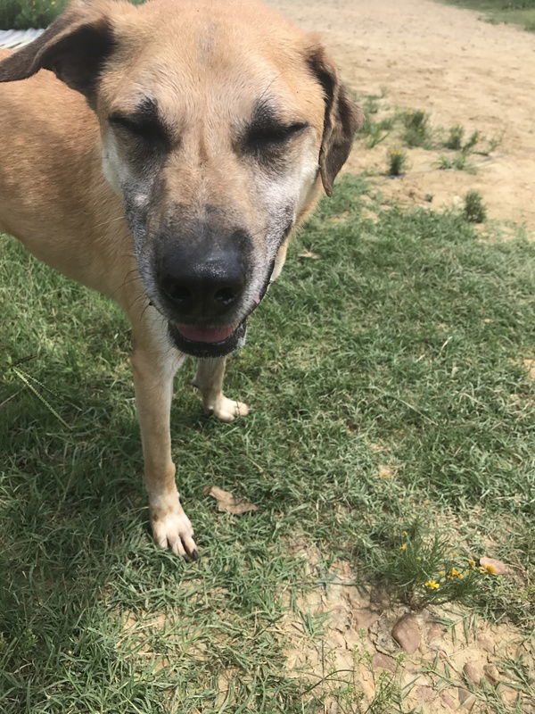 Rain Man, an adoptable Labrador Retriever in Jackson, MS, 39213 | Photo Image 2