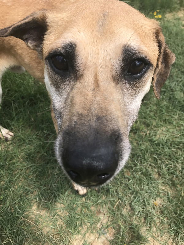 Rain Man, an adoptable Labrador Retriever in Jackson, MS, 39213 | Photo Image 3