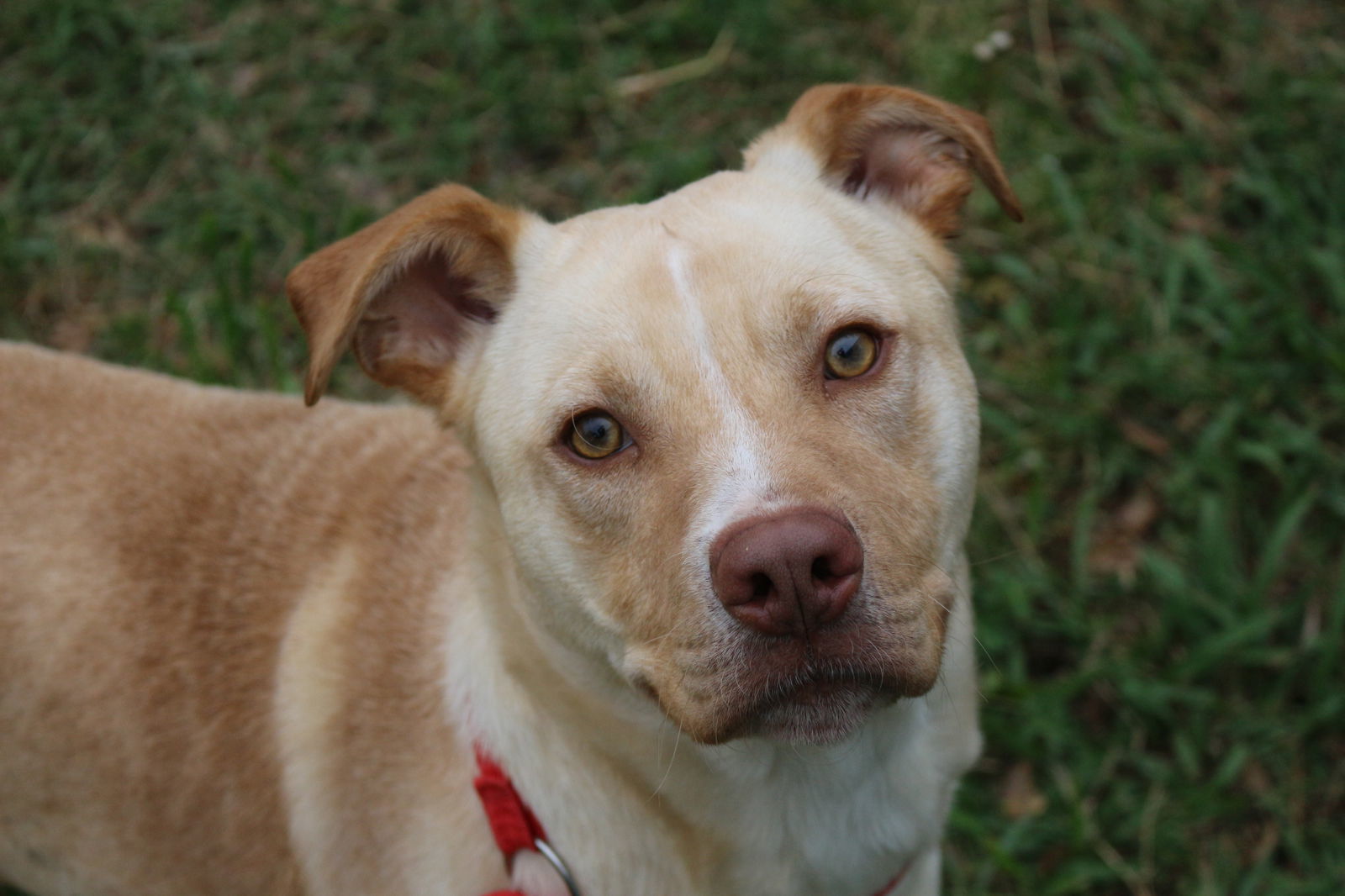 Yukon, an adoptable Labrador Retriever in Jackson, MS, 39213 | Photo Image 1